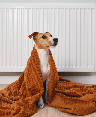 Jack Russell keeping warm from his kerosene order